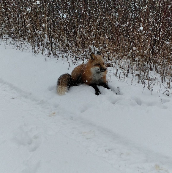 Meet your Posher, Meg - Picture 1 of 1